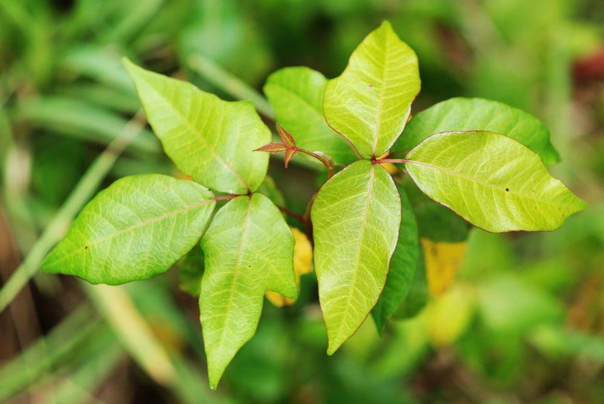 http://images.lifeline.de/img/homoeopathie/origs155556/3209472212-w1500-h1500/giftsumach-rhus-toxicodendron.jpg