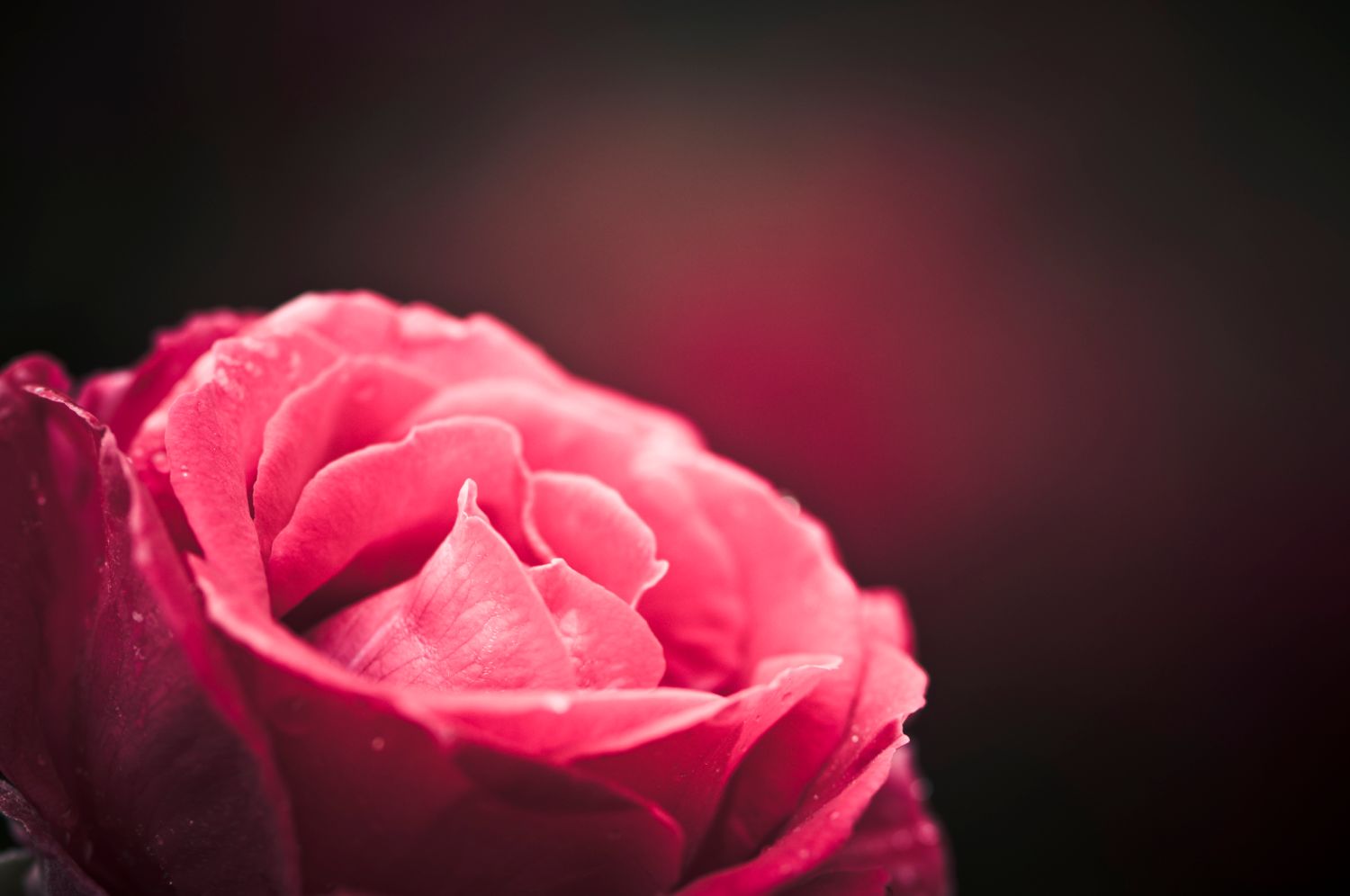 Schön und heilsam: die Rose - Heilpflanze des Jahres 2013
