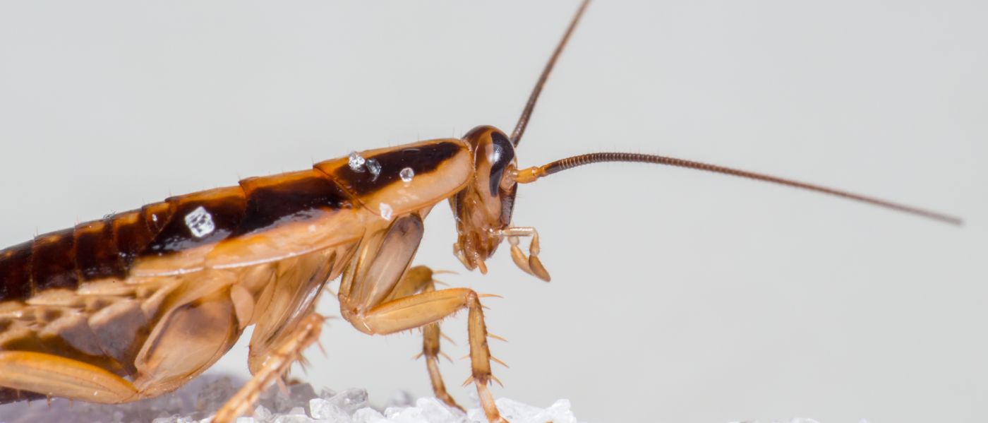 Ist Das Die Larve Von Einem Speckkafer Insekten Kafer Ungeziefer