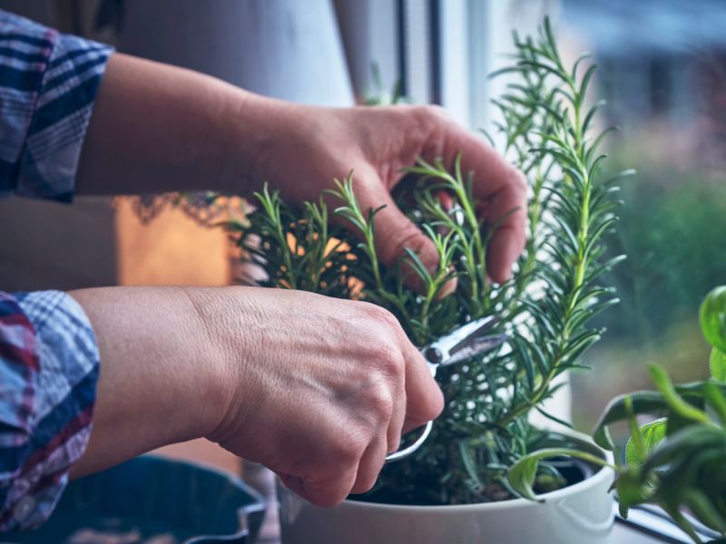 grillhähnchen gewürz selber machen mit