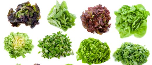 So bauen Sie Salat an | Tipps für kleine Gärten und Balkone
