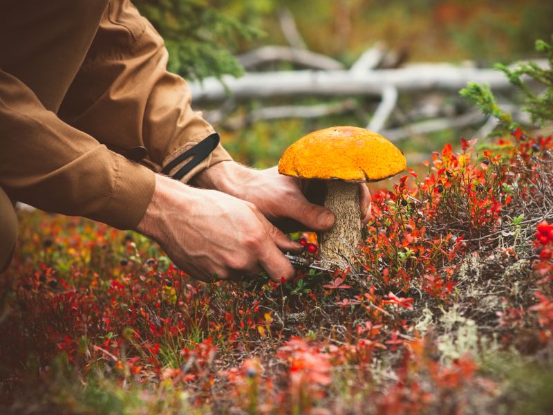 Pilze sammeln will gelernt sein