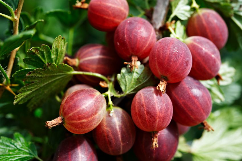 Stachelbeere: So gesund ist das saure Obst