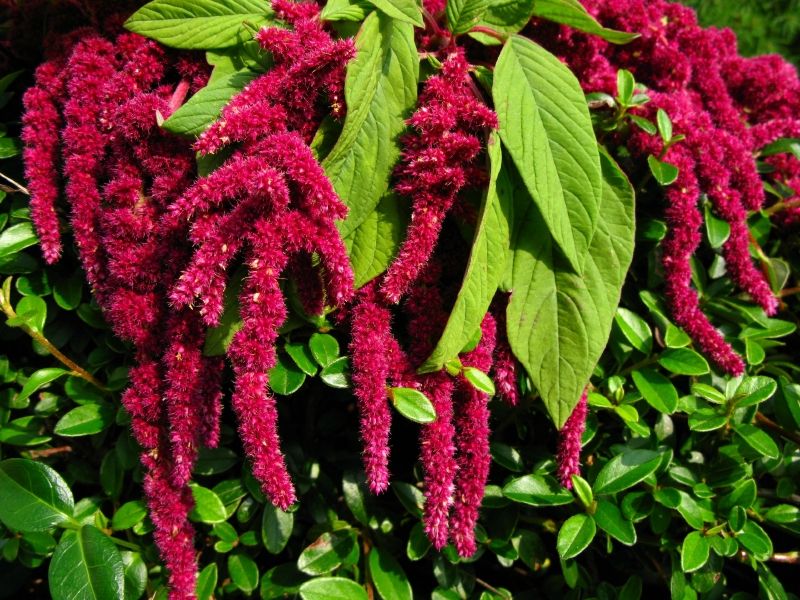 Amaranth glutenfrei und gesund kochen