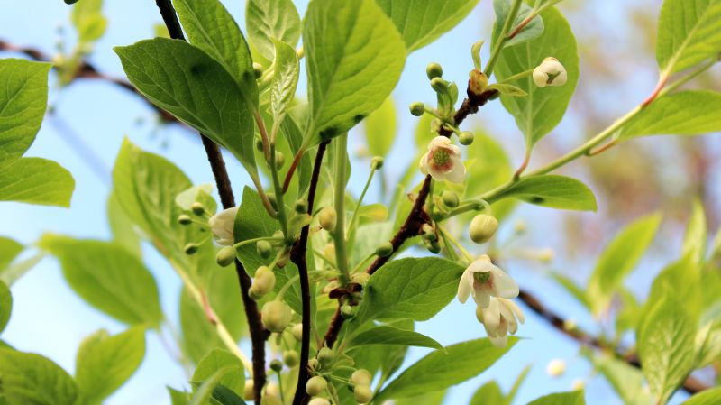 Homöopathie libido frau steigern Sexuelle Unlust