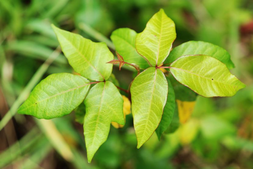 Rhus toxicodendron • Anwendung & Dosierung des Mittels!