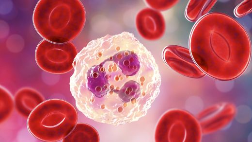 Neutrophils: white blood cells