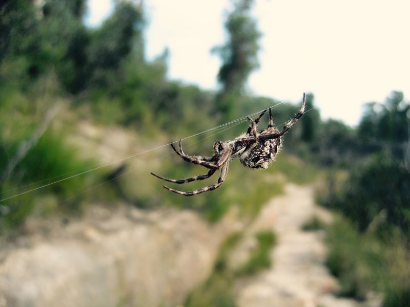 Spinnenangst (Arachnophobie)