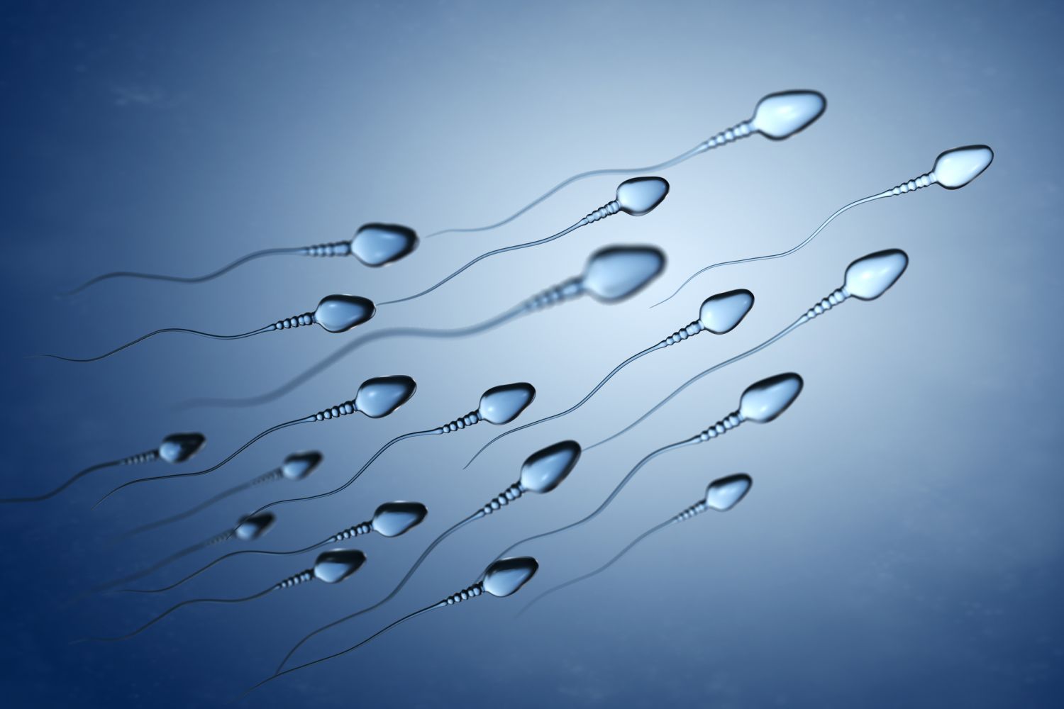 Spermien-Aufbau-Funktion-und-wie-lange-sie-berleben