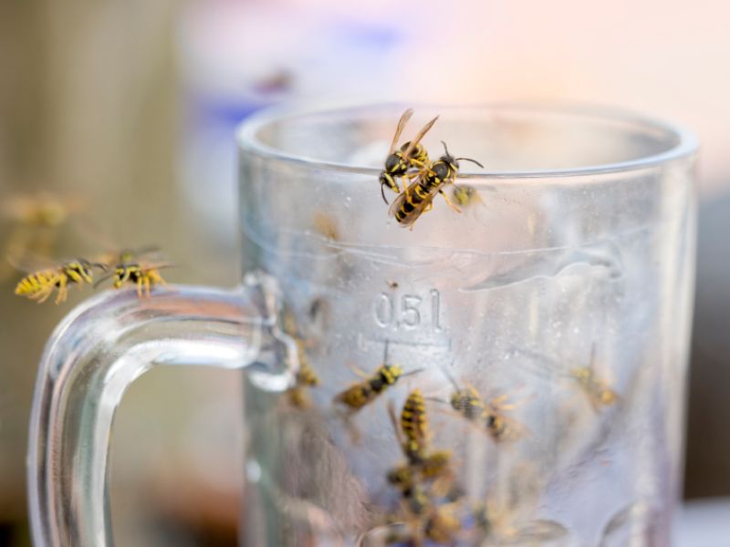 Getränke vor Wespen verschlossen halten