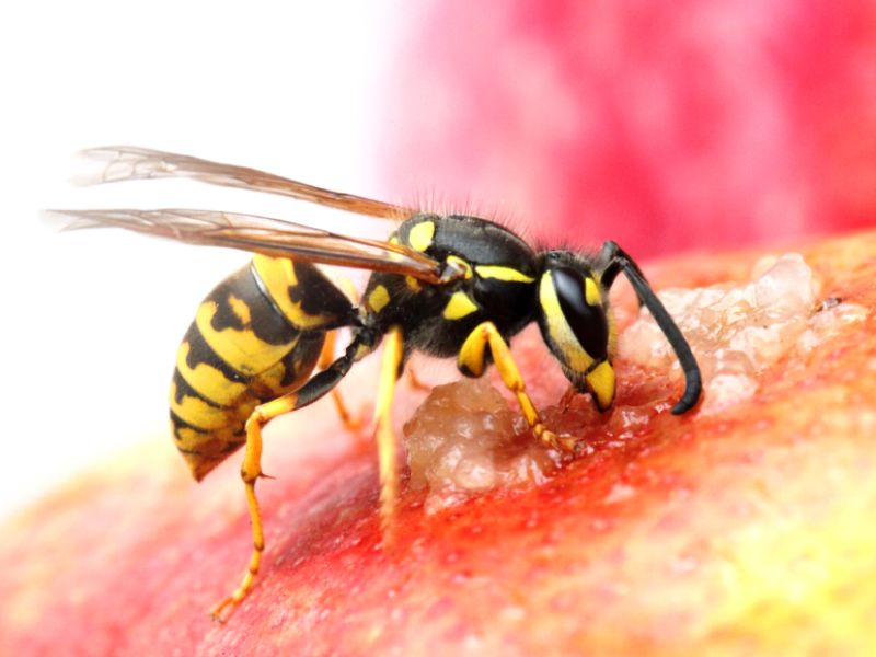 Wespen vertreiben durch Ablenkung