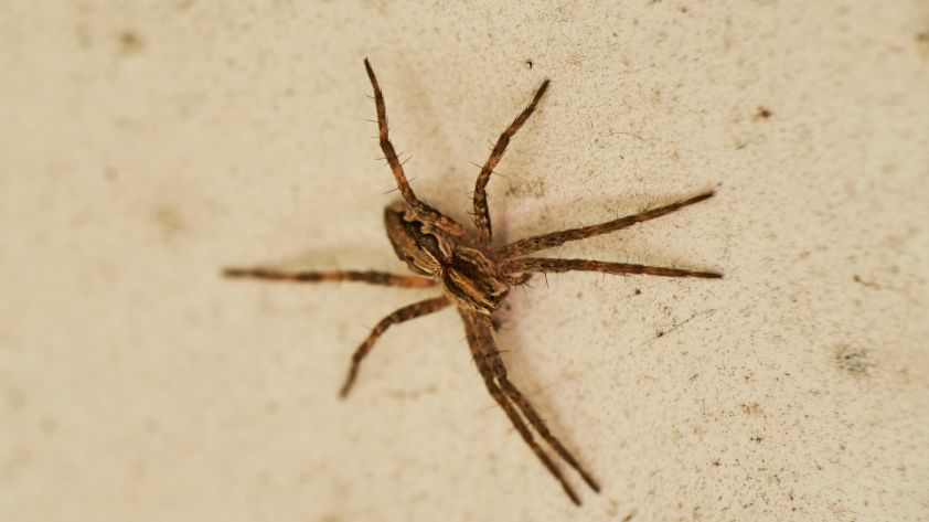 Nosferatu-Spinne: Bisse schmerzhaft – aber auch gefährlich?