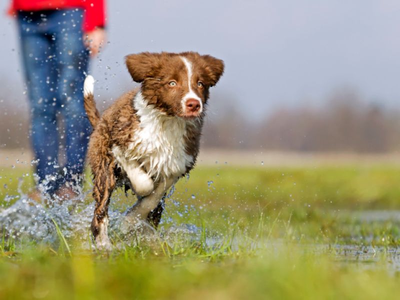 Haustiere &amp; Gesundheit • 16 Gründe für Hund oder Katz