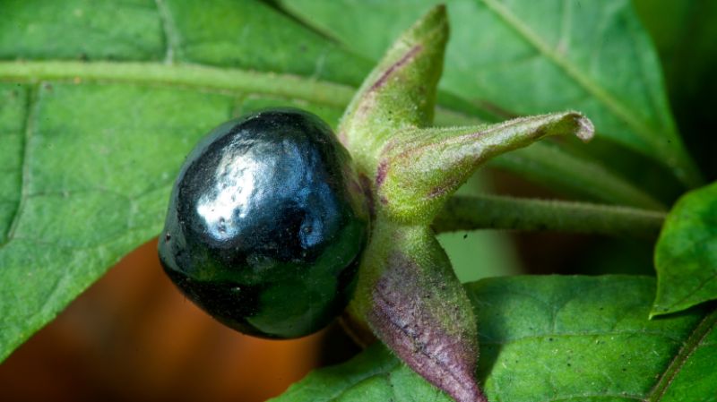 Giftpflanzen Im Garten 20 Gefahrliche Arten