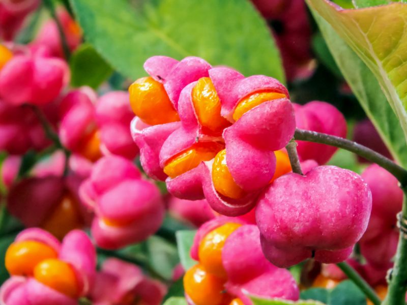 Giftpflanzen im Garten Gefährliche Schönheiten