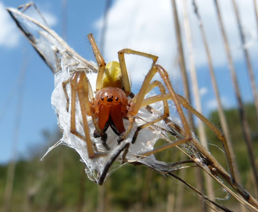 Dornfingerspinne In Deutschland – So Giftig Ist Ihr Biss