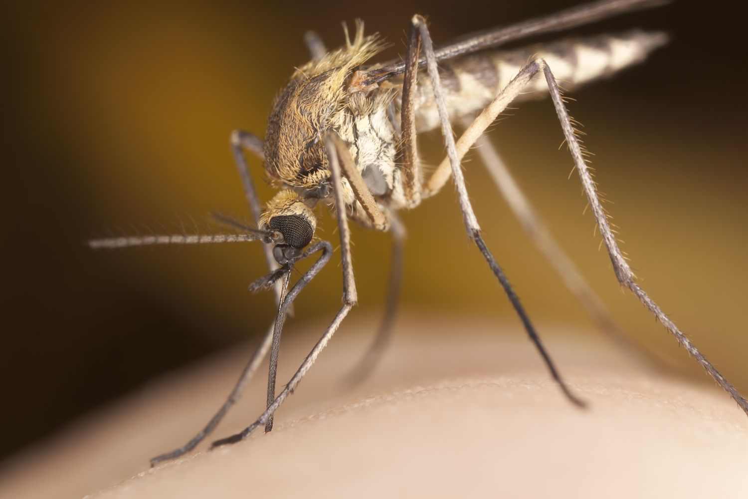 Moskitos fliegen auf MalariaMäuse