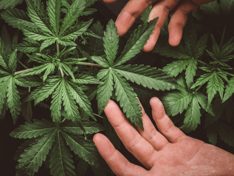 Fakten: 3. Cannabis ist der Name der Hanfpflanze