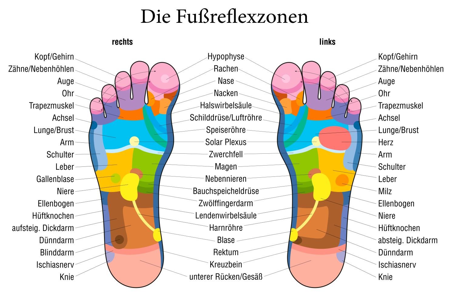 Die Fußreflexzonen zum Ausdrucken als Download